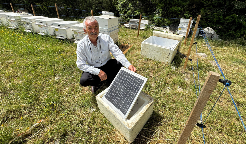 Arı kovanlarına dadanan ayılara elektrik telli önlem