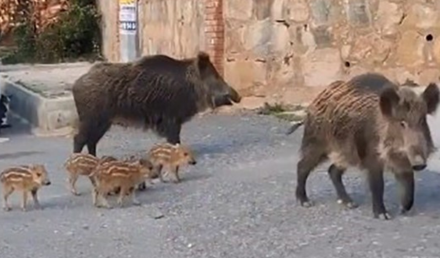 Kuşadası’nda yaban domuzu beslemek yasaklandı