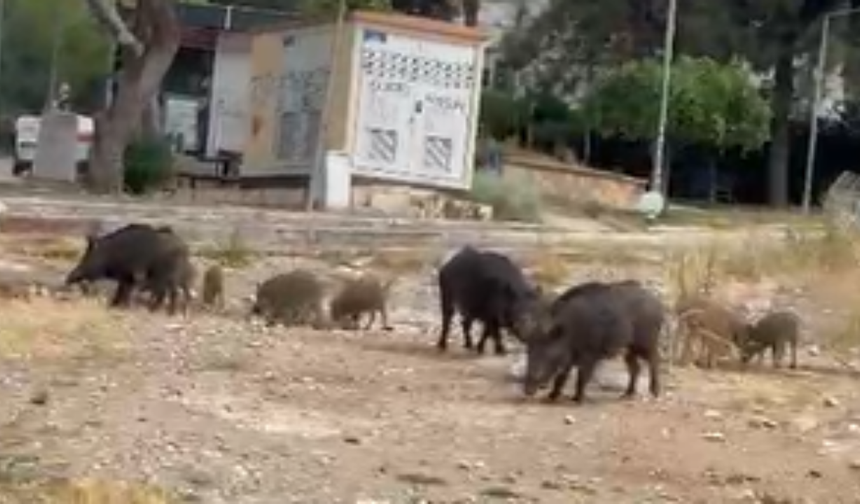 Bornova'da domuzlar yine sokaklarda