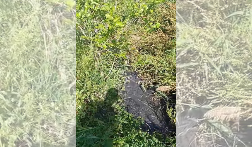 İzmir'de tarım arazileri lağım suyuyla mı sulanıyor?