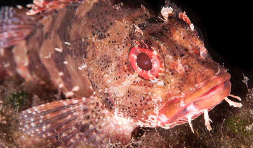 Karaburun, batıkları ve zengin su altı canlılarıyla dalış tutkunlarını bekliyor