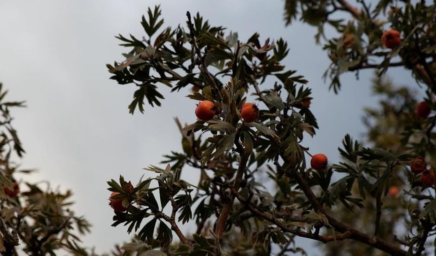Şifa kaynağı alıç, Bozdoğan’da yoğun ilgi görüyor