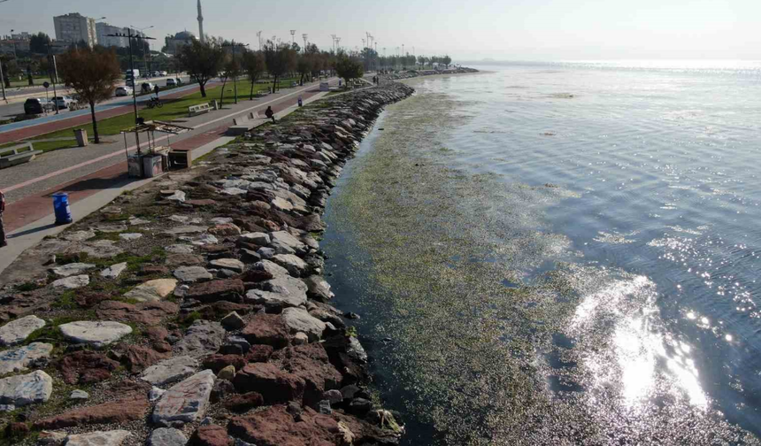 İzmir Körfezi’nde deniz marulu yeniden görüldü: Prof. Yaşar, kirliliğin boyutlarını anlattı