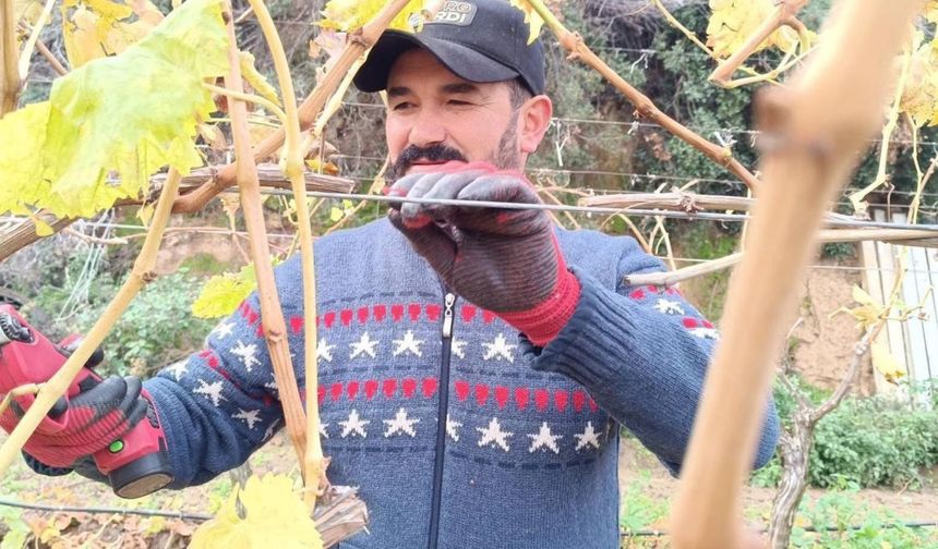 Artan budama yevmiyesi üzüm üreticisini aile emeğine yöneltti