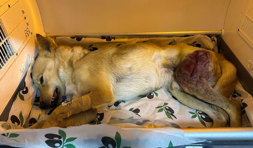 Ayağında parçalı kırık oluşan köpek ameliyatla yeniden yürümeye başladı
