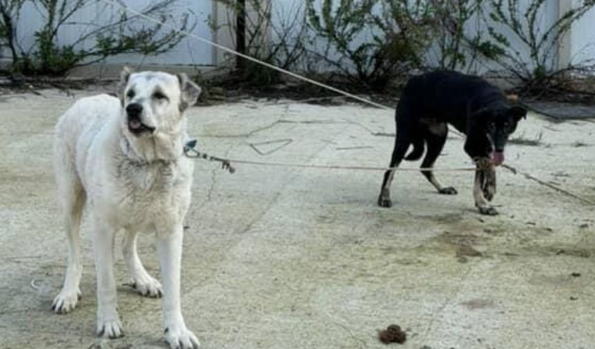 Bayraklı’da vahim hayvan eziyeti iddiası: İki saattir yardım bekliyoruz