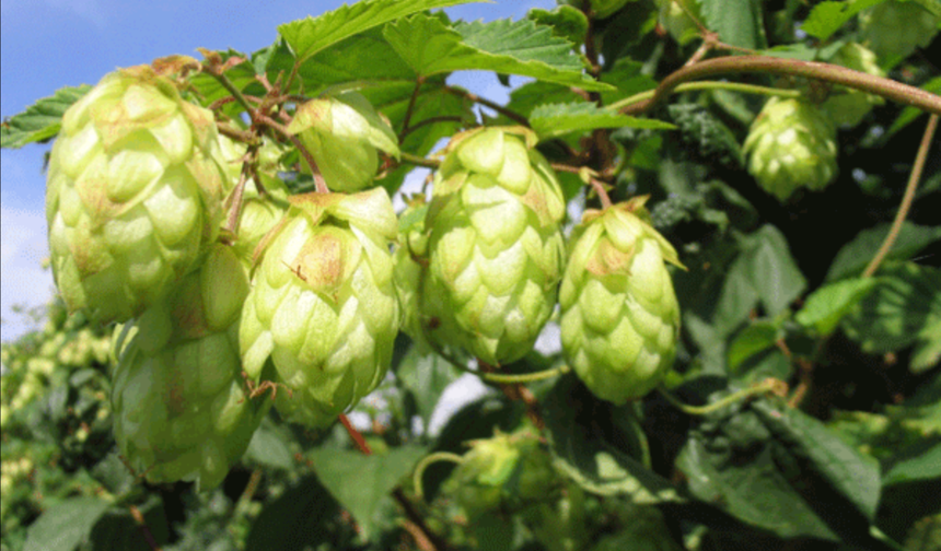 Türkiye'de “ot” diye atılıyor, Avrupa’da büyük değer görüyor