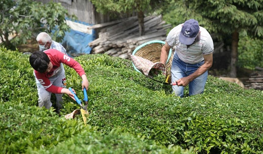 Lipton Türkiye’de üretimi durdurdu: Rize tesislerini devretti