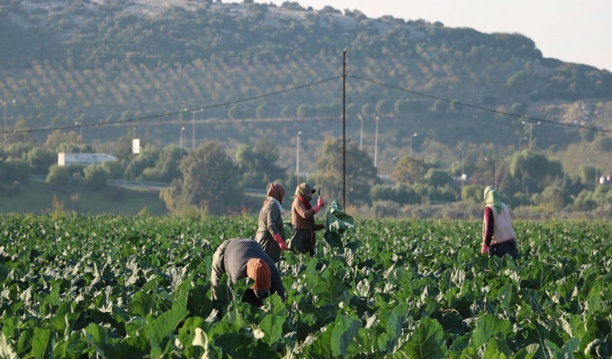 Torbalı’da sebzeler erken olgunlaştı: Fiyatlar düşüşe geçti