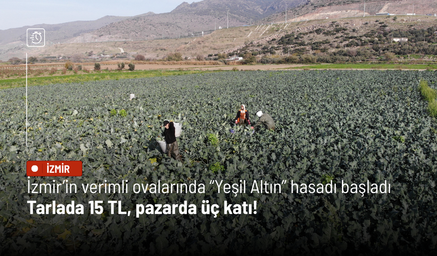 İzmir’in verimli ovalarında “Yeşil Altın” hasadı başladı: Tarlada 15 TL, pazarda üç katı!