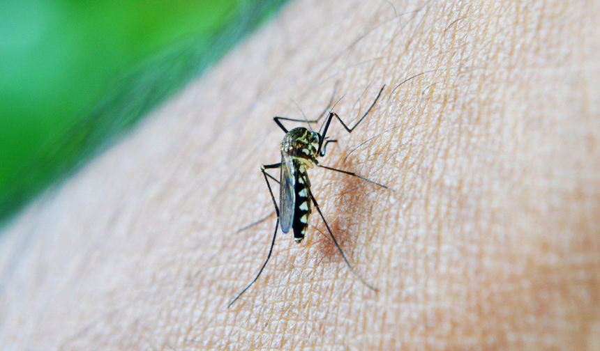 Biyoçeşitlilik alarm veriyor: Sivrisinekler kan kaynağı olarak daha fazla insana yöneliyor