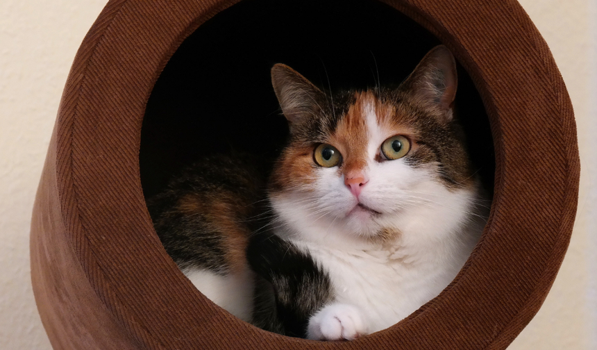 Kediler neden uyuyan sahibini izler?