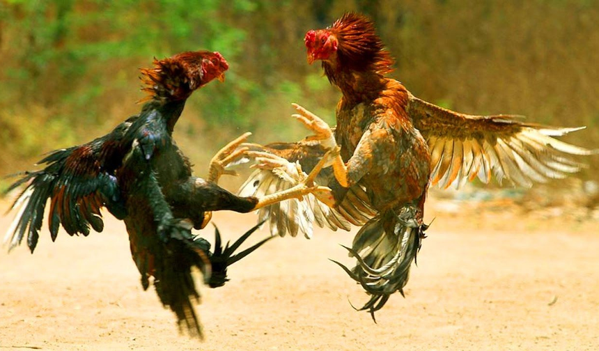 Kınık’taki horoz dövüşü Meclis gündeminde: “Mevcut yaptırımlar caydırıcı değil”