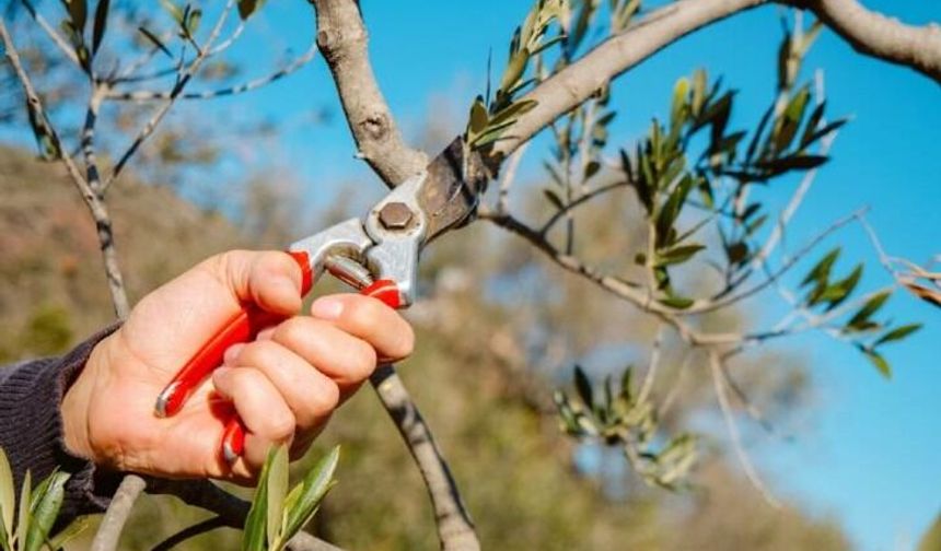 Buca Belediyesi’nden üreticiye ücretsiz zeytin budama eğitimi