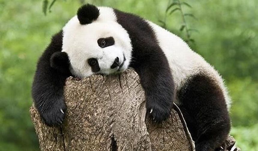 Çin’den ABD’ye dostluk adımı: İki panda 10 yıllığına gönderildi