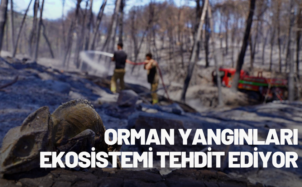 Orman yangınları ekosistemi tehdit ediyor: Hayvanlar yok olma riskiyle karşı karşıya