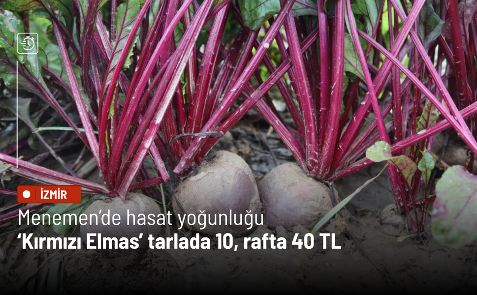 Menemen’de hasat yoğunluğu: ‘Kırmızı Elmas’ tarlada 10, rafta 40 TL