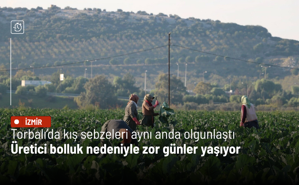 Torbalı’da kış sebzeleri aynı anda olgunlaştı: Üretici bolluk nedeniyle zor günler yaşıyor