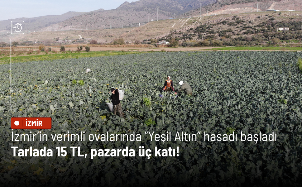 İzmir’in verimli ovalarında “Yeşil Altın” hasadı başladı: Tarlada 15 TL, pazarda üç katı!