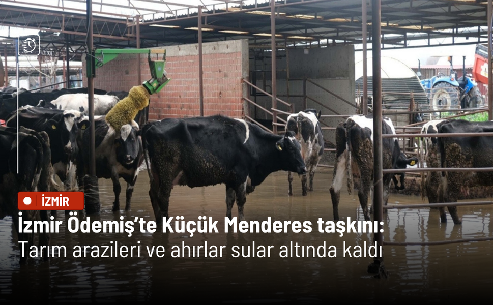 İzmir Ödemiş’te Küçük Menderes taşkını: Tarım arazileri ve ahırlar sular altında kaldı