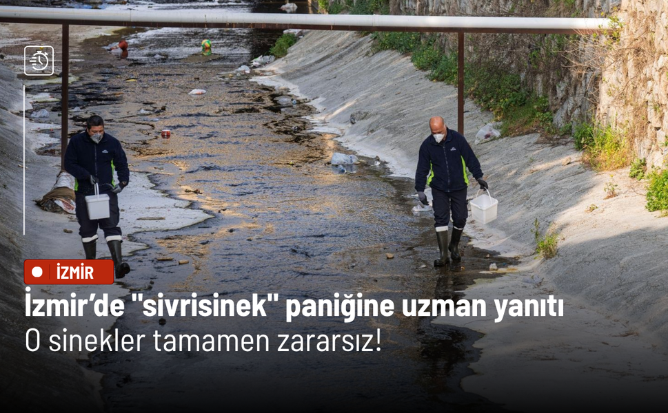 İzmir’de "sivrisinek" paniğine uzman yanıtı: O sinekler tamamen zararsız!