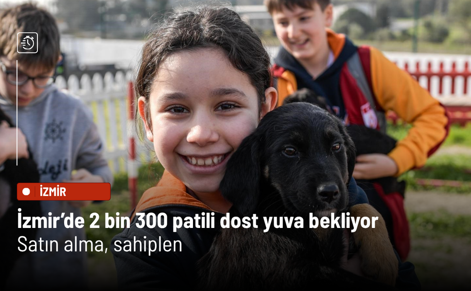 İzmir’de 2 bin 300 patili dost yuva bekliyor: Satın alma, sahiplen