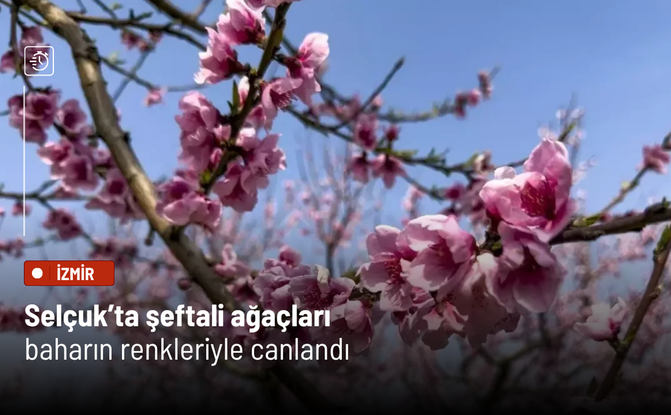 Selçuk’ta şeftali ağaçları baharın renkleriyle canlandı