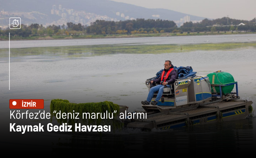 Körfez’de “deniz marulu” alarmı: Kaynak Gediz Havzası