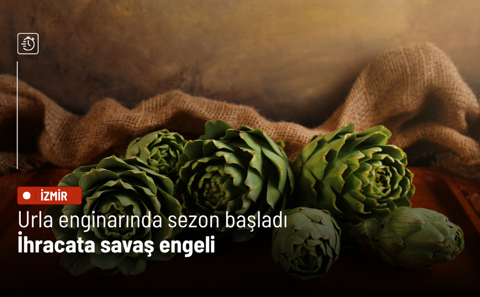 Urla enginarında sezon başladı: İhracata savaş engeli