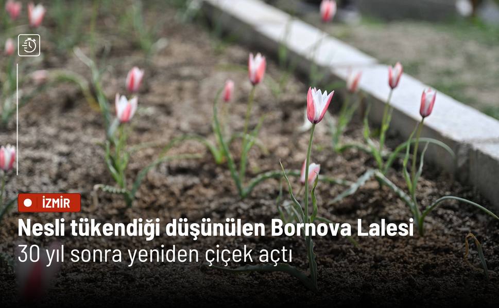 Nesli tükendiği düşünülen Bornova Lalesi 30 yıl sonra yeniden çiçek açtı
