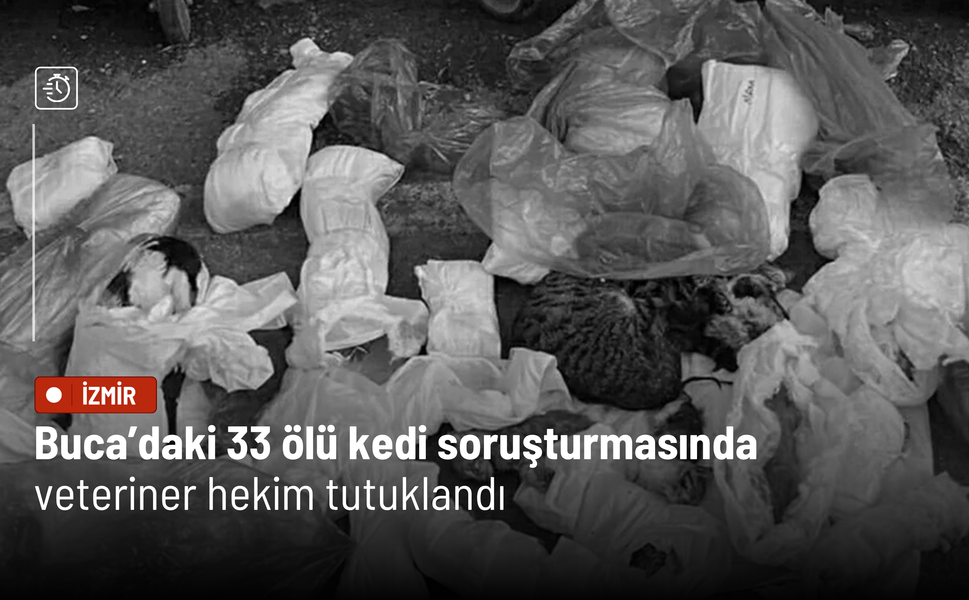 Buca’daki 33 ölü kedi soruşturmasında veteriner hekim tutuklandı