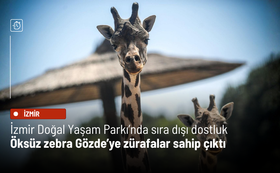İzmir Doğal Yaşam Parkı’nda sıra dışı dostluk: Öksüz zebra Gözde’ye zürafalar sahip çıktı