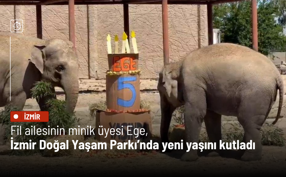 Fil ailesinin minik üyesi Ege, İzmir Doğal Yaşam Parkı’nda yeni yaşını kutladı