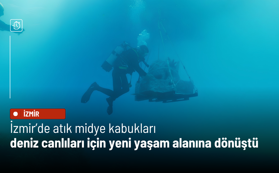 İzmir’de atık midye kabukları deniz canlıları için yeni yaşam alanına dönüştü