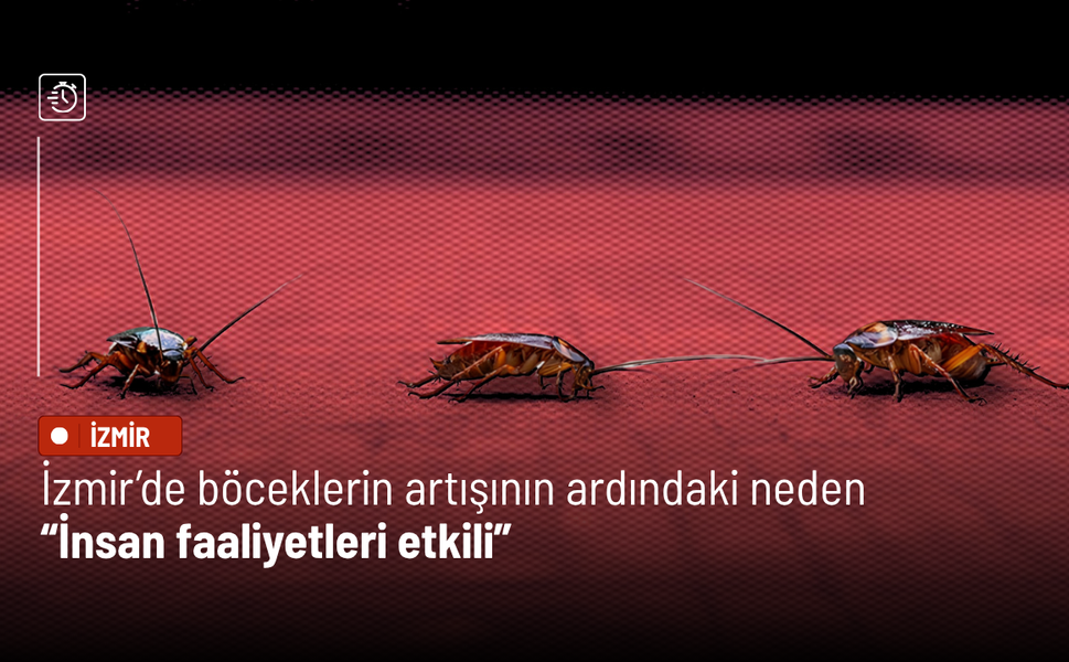 İzmir’de böceklerin artışının ardındaki neden: İnsan faaliyetleri etkili