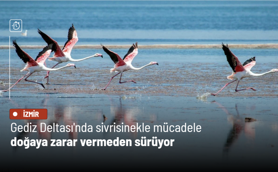 Gediz Deltası'nda sivrisinekle mücadele doğaya zarar vermeden sürüyor