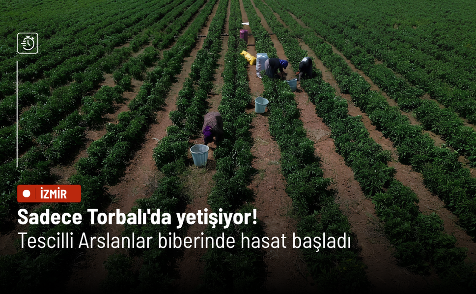 Sadece Torbalı'da yetişiyor! Tescilli Arslanlar biberinde hasat başladı