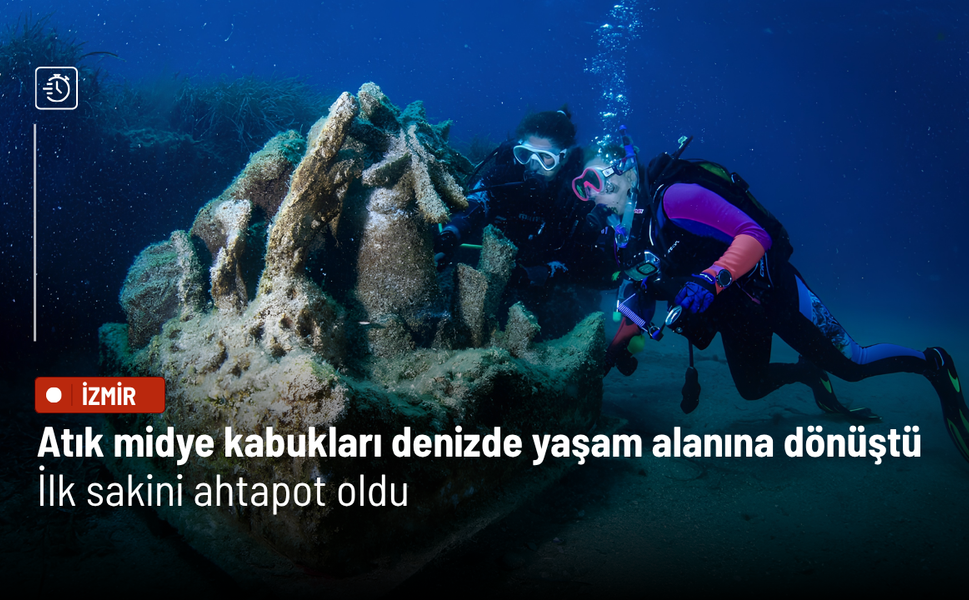 İzmir’de atık midye kabukları denizde yaşam alanına dönüştü: İlk sakini ahtapot oldu