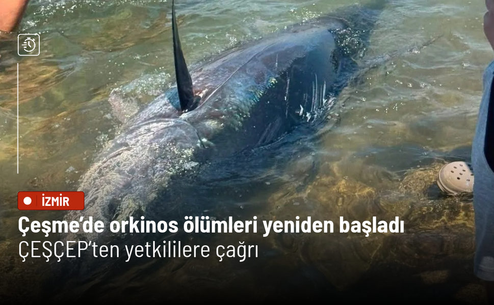 Çeşme’de orkinos ölümleri yeniden başladı: ÇEŞÇEP’ten yetkililere çağrı