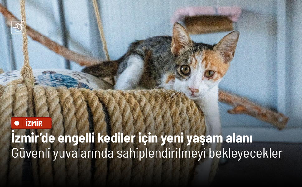 İzmir’de engelli kediler için yeni yaşam alanı: Güvenli yuvalarında sahiplendirilmeyi bekleyecekler