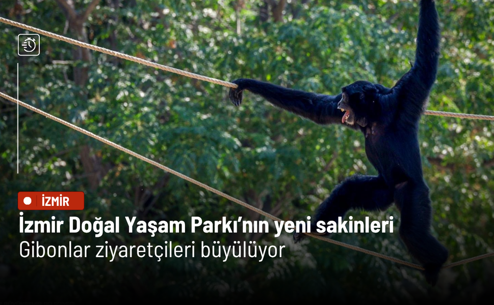 İzmir Doğal Yaşam Parkı’nın yeni sakinleri: Gibonlar ziyaretçileri büyülüyor