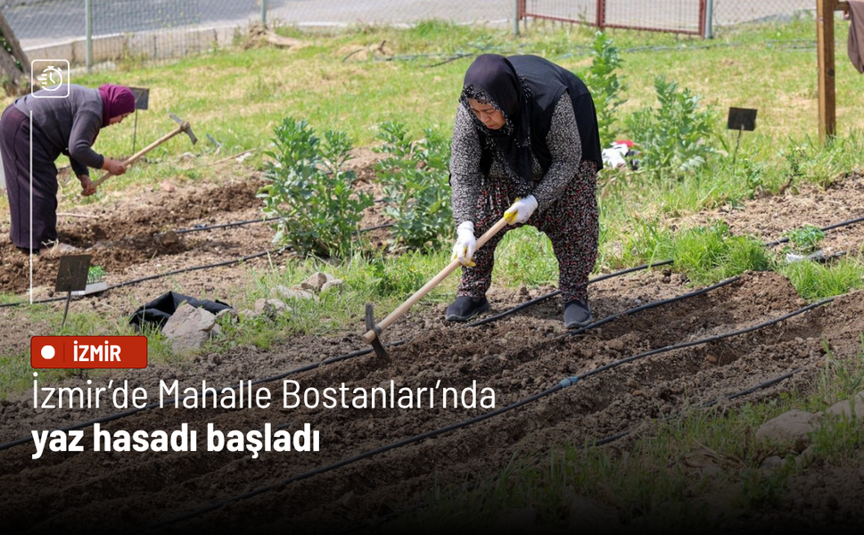 İzmir’de Mahalle Bostanları’nda yaz hasadı başladı