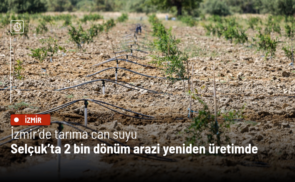İzmir’de tarıma can suyu: Selçuk’ta 2 bin dönüm arazi yeniden üretimde