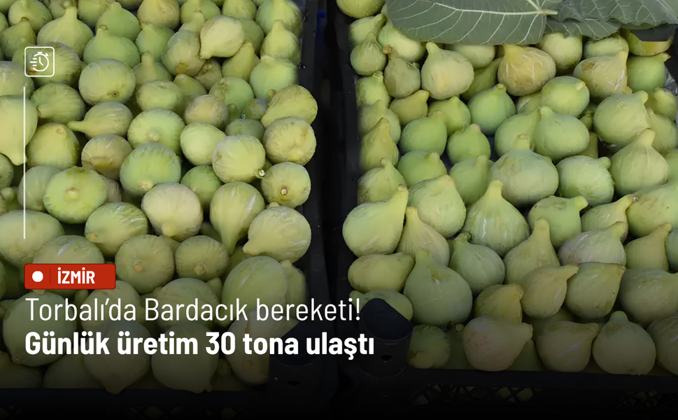 Torbalı’da Bardacık bereketi! Günlük üretim 30 tona ulaştı