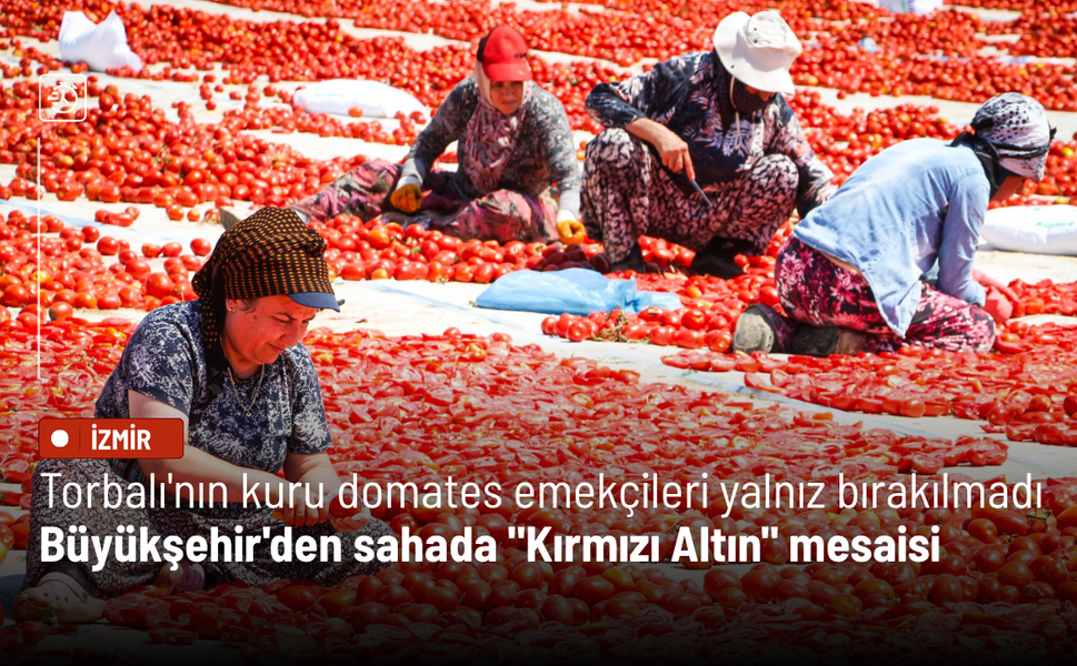 Torbalı'nın kuru domates emekçileri yalnız bırakılmadı: Büyükşehir'den sahada "Kırmızı Altın" mesaisi