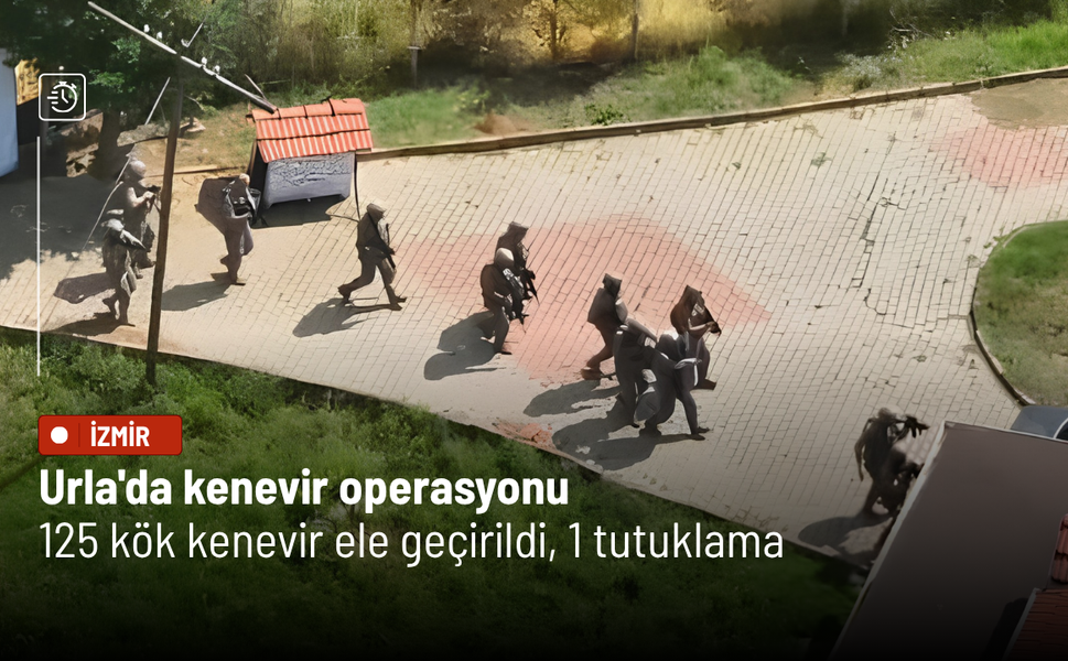 Urla'da kenevir operasyonu: 125 kök kenevir ele geçirildi, 1 tutuklama