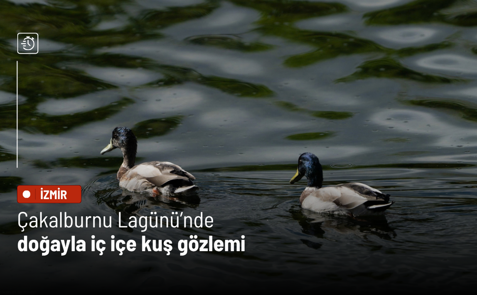 Çakalburnu Lagünü’nde doğayla iç içe kuş gözlemi