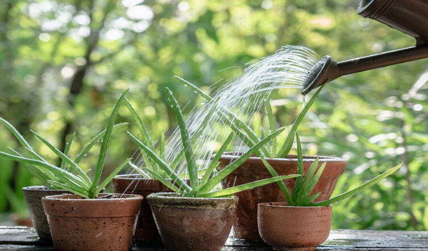 Aloe Vera