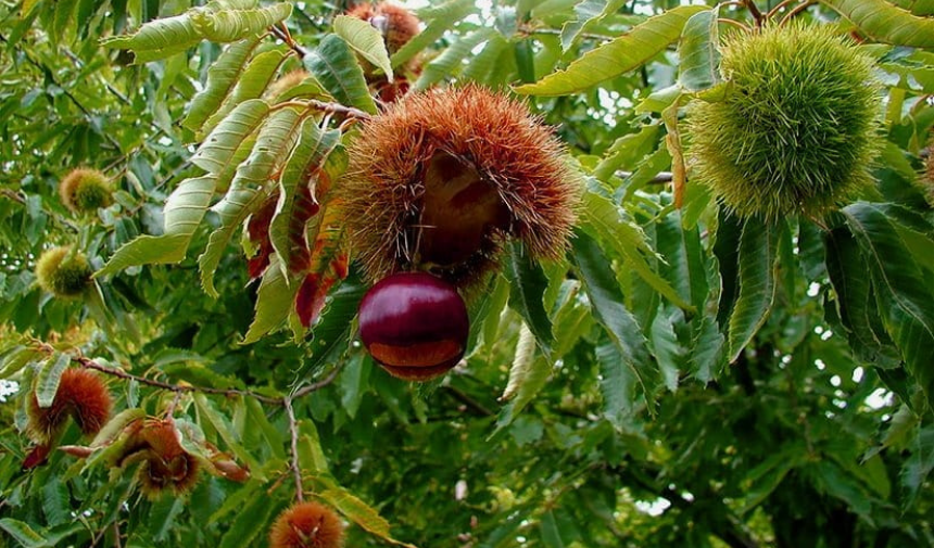 Beydağ Kestanee