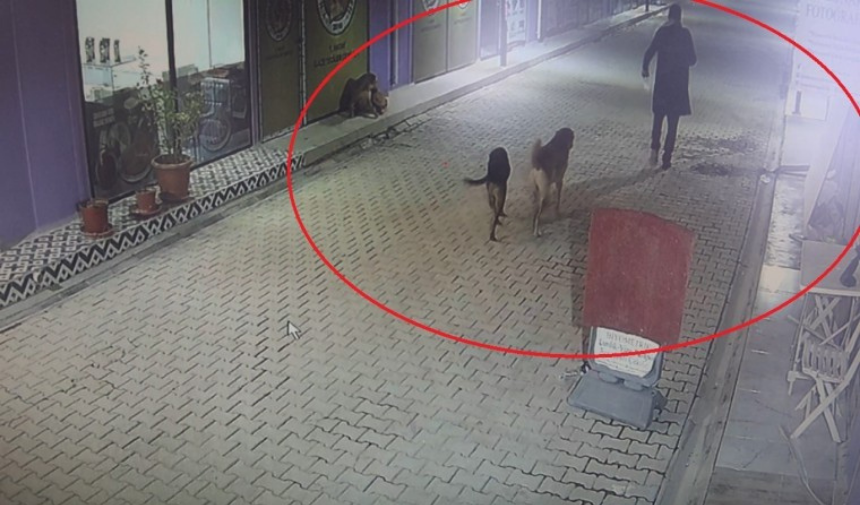 Kedileri Köpeklere Parçalattı